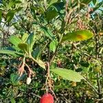 Arbutus andrachne फल