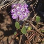 Abronia umbellata Хабит