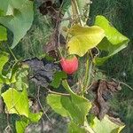 Coccinia grandis Fruit