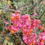 Euonymus europaeus Ffrwyth