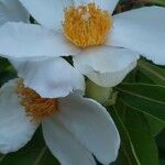 Franklinia alatamaha Kukka