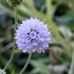 Succisella inflexa Flower