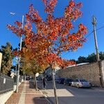 Liquidambar styracifluaLeaf