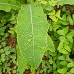 Lactuca virosaLeaf