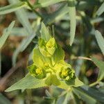 Euphorbia serrata Žiedas