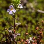 Euphrasia alpina 花