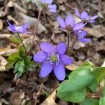 Hepatica nobilis Flower