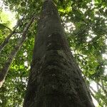 Picralima nitida Corteza