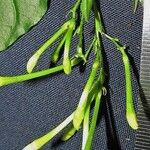 Cestrum fragile Otro