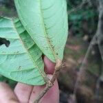 Chaetocarpus schomburgkianus Hoja