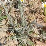 Xeranthemum cylindraceum Hábito