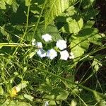 Myosotis scorpioidesKukka