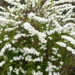 Spiraea thunbergii ফুল