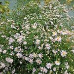 Symphyotrichum novi-belgiiFlor