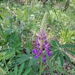 Lupinus polyphyllus പുഷ്പം