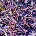 Tradescantia pallida List