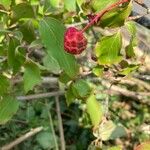 Cornus kousa Ffrwyth