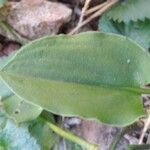 Drimiopsis maculata Leaf