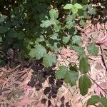 Toxicodendron diversilobum Hoja