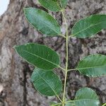 Sclerocarya birrea Лист