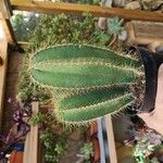 Isolatocereus dumortieri Hoja