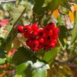 Crataegus phaenopyrum Fruct