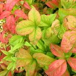 Nandina domestica Leaf