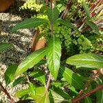 Cuphea micropetala 葉
