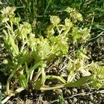 Valeriana eriocarpa Habit