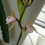 Oeceoclades maculata Flower