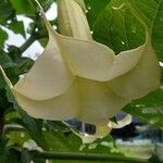 Brugmansia × candida Kukka