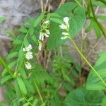 Vicia hirsuta Feuille