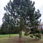 Pinus nigra موطن