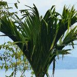 Areca catechu Fuelha