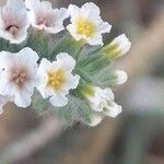 Heliotropium hirsutissimum Flor