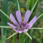 Geropogon hybridus Çiçek
