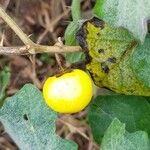 Solanum viarum Fruit