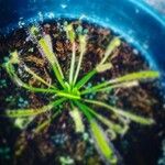 Drosera capensis Blad