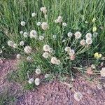 Trifolium montanum Habit