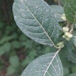 Euonymus europaeus Leaf