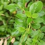 Salvia microphylla Leaf