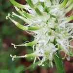 Phyteuma spicatum Квітка