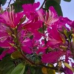 Bauhinia purpureaFlower