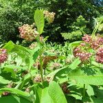 Asclepias syriaca Levél