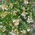 Abelia × grandiflora عادت داشتن