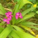 Ixora chinensis Floare