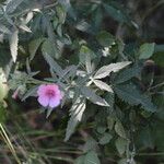 Althaea cannabina Blatt