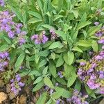 Salvia officinalisبرگ