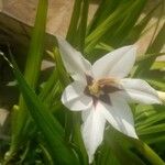 Gladiolus murielae Flor