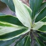 Cordyline fruticosaBlad